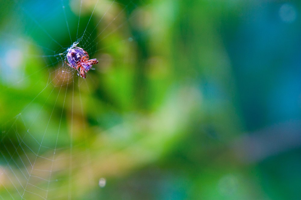 Photograph by Евгения Брайд