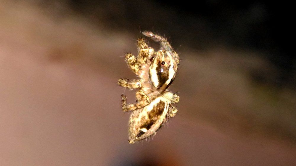 Spider