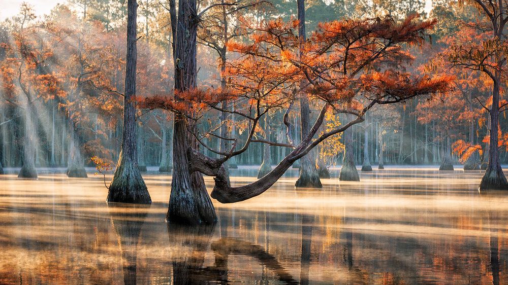 Утро на болоте...