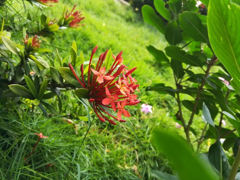 red flower