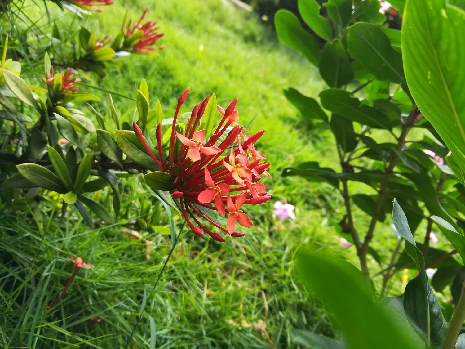 red flower