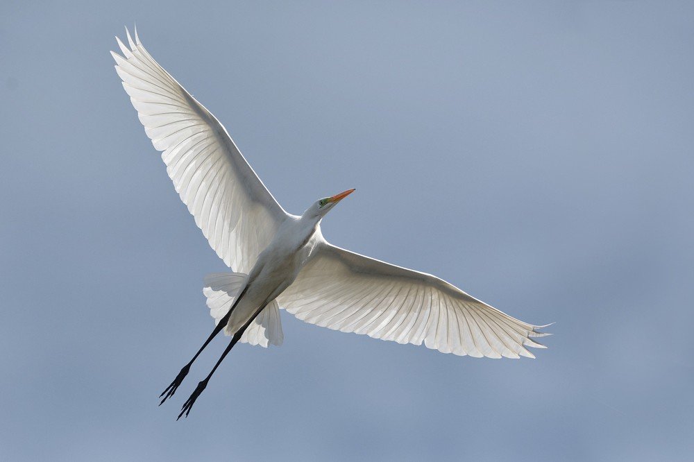 Большая белая цапля в полёте