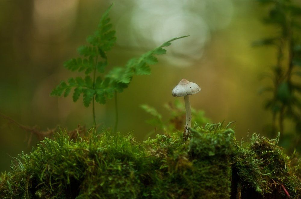 лесные истории...