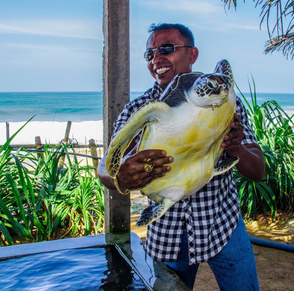 Черепаший король