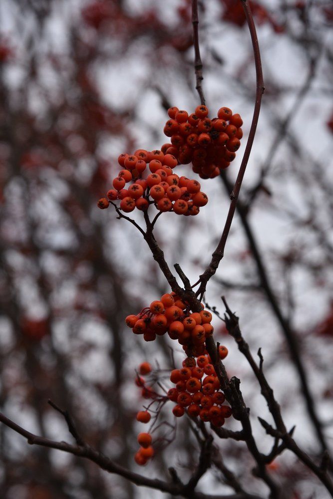 Рябина красная