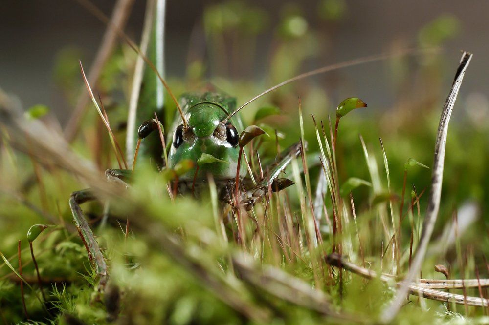 глаза в глаза