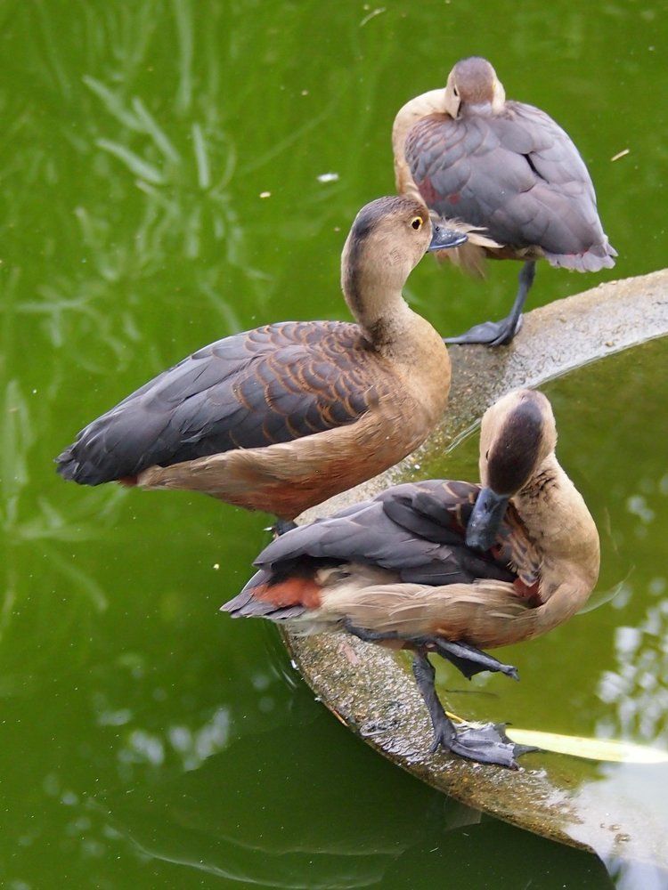 Чистят перышки...