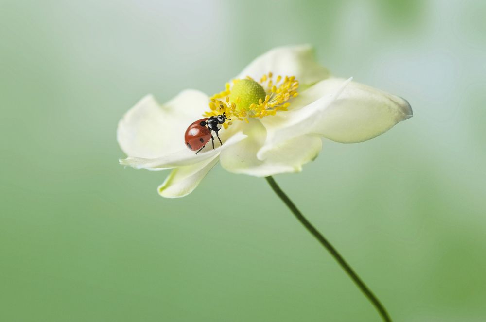 За нектаром