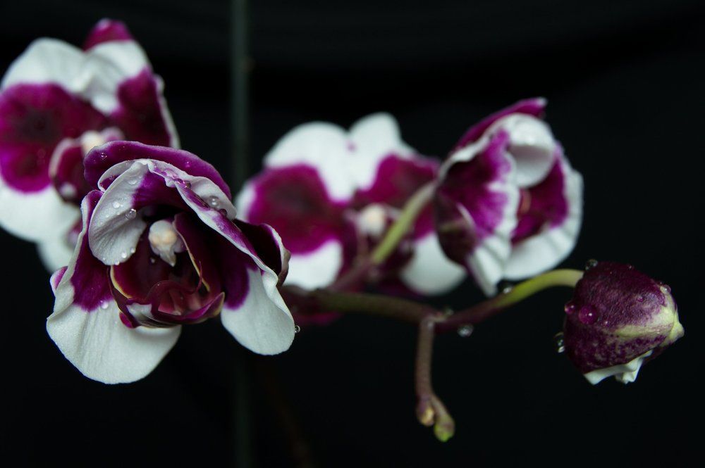 Псевдомакро