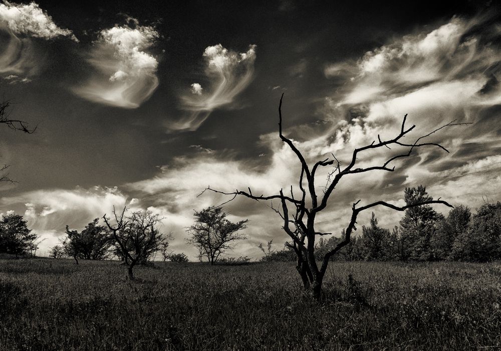 Облака, белогривые лошадки