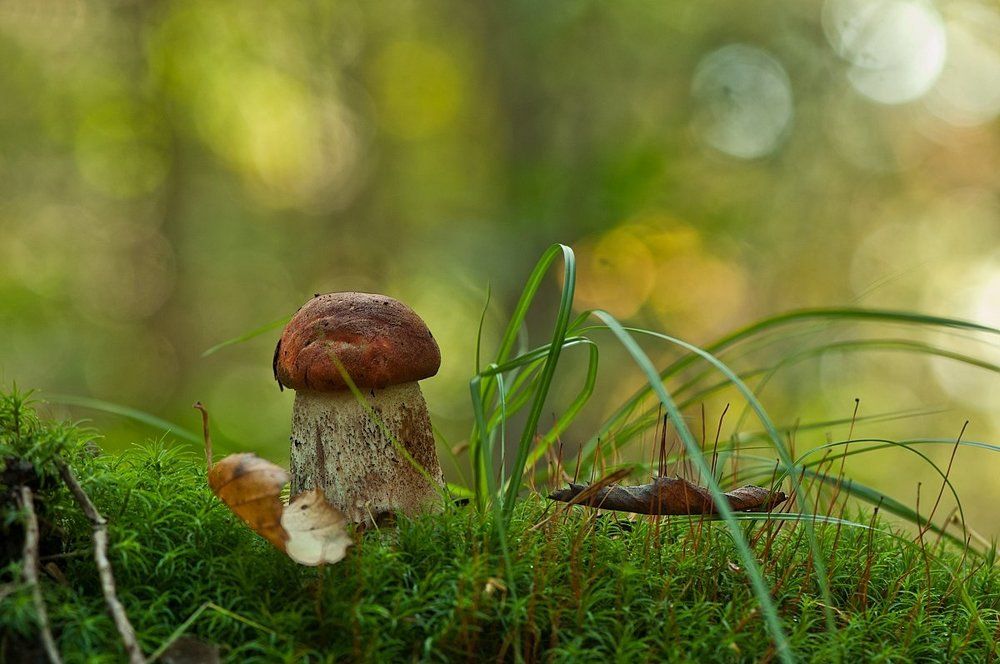 лесные истории...