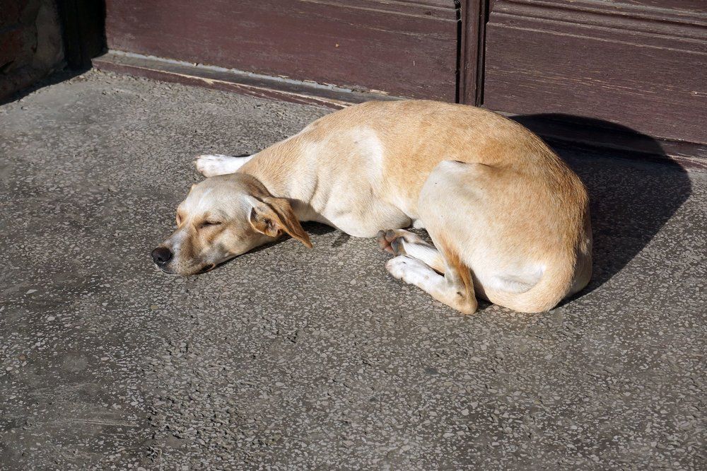 Послеполуденный сон ...