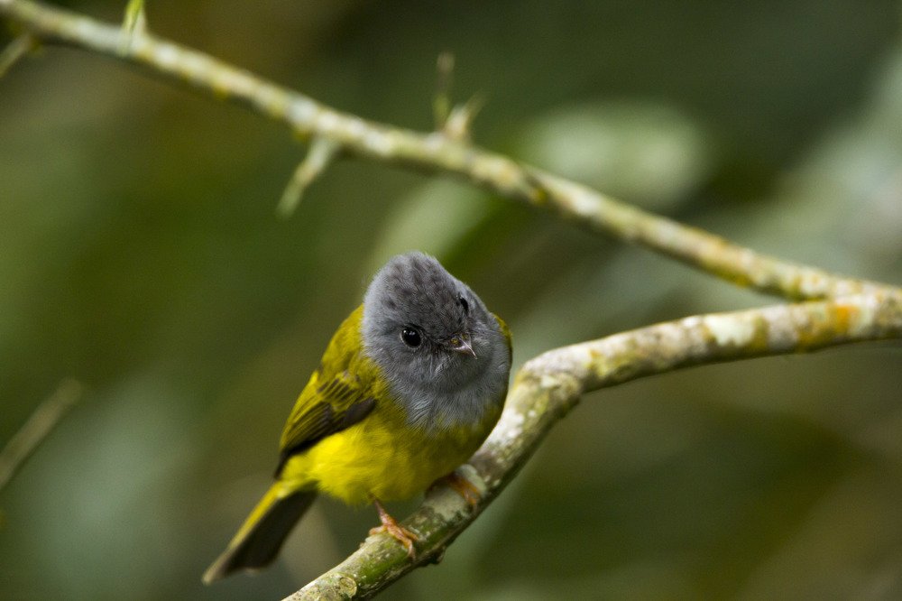 'I'm waiting'...Grey-headed canary flycatcher
