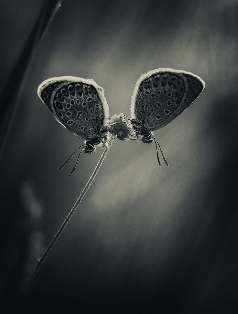 Симметрия взаимоотношений