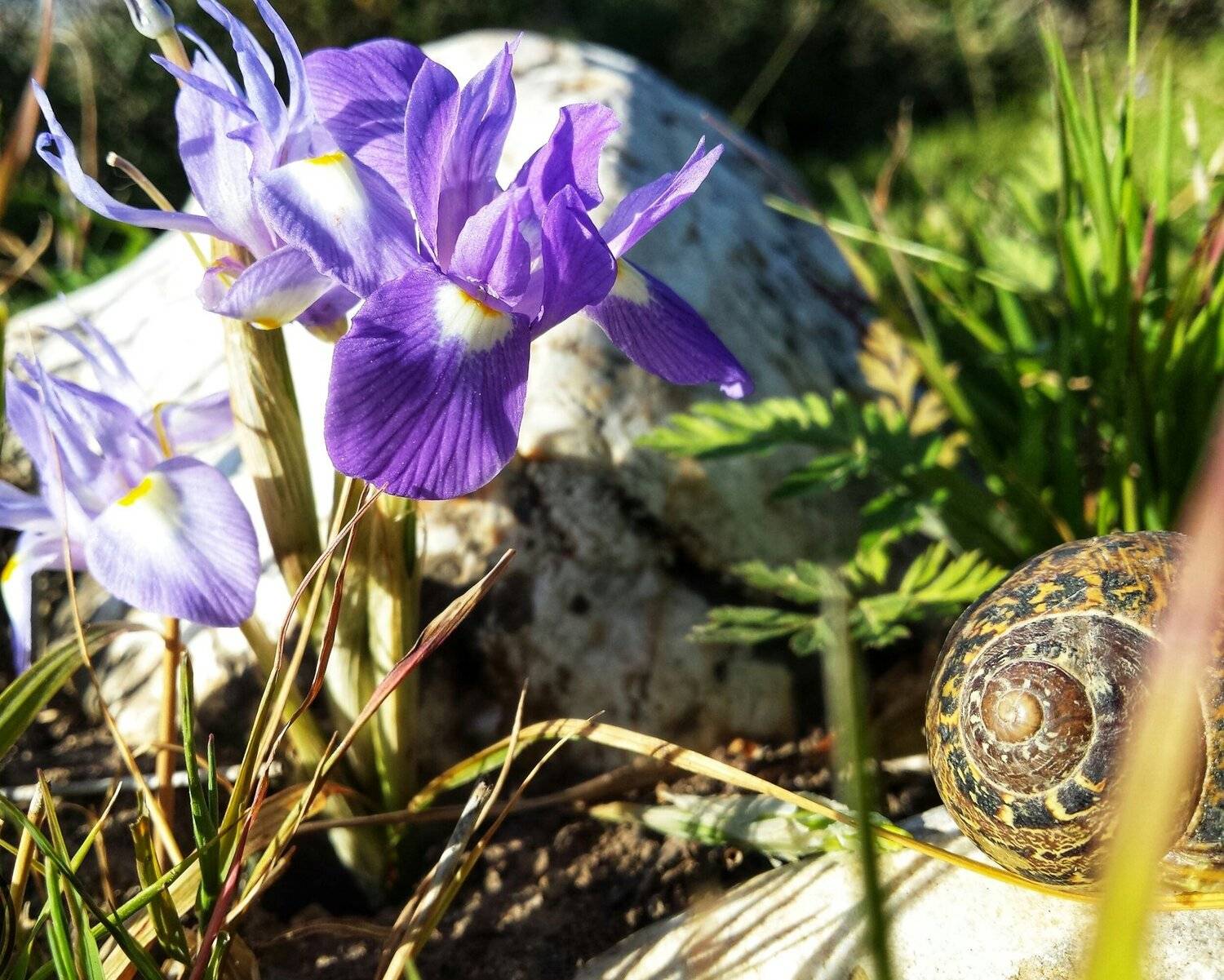 Petit escargot caché