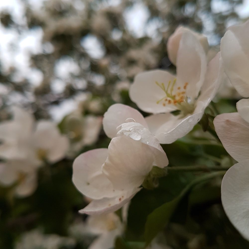 Яблоня в цвету