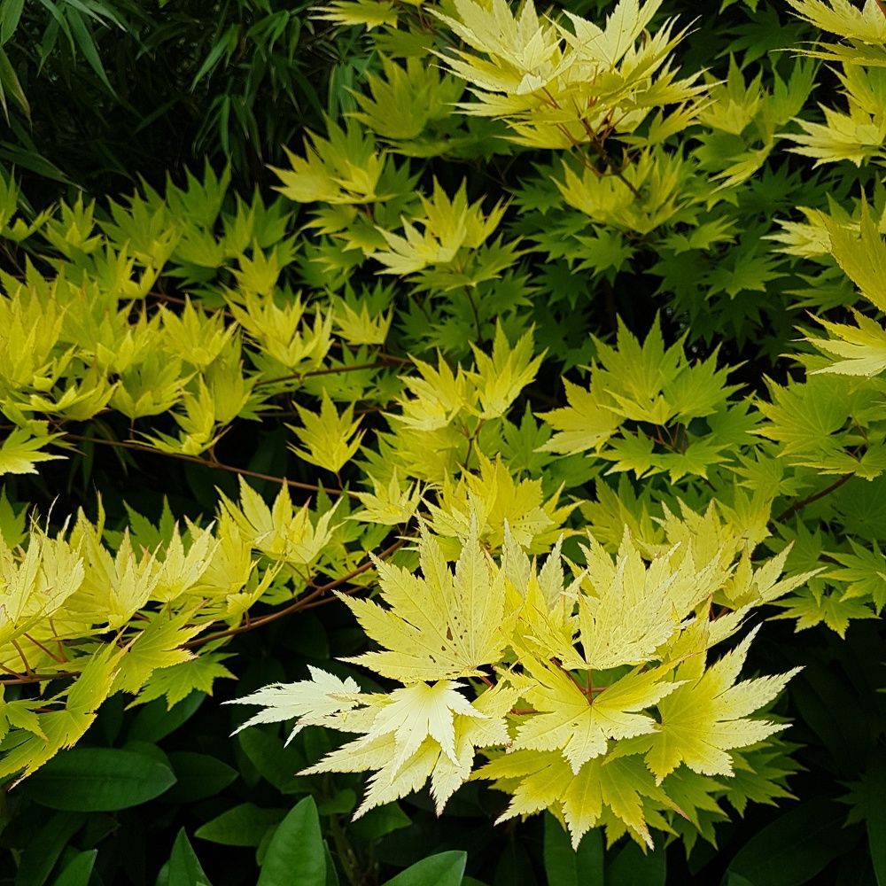 Желто-зеленое лето