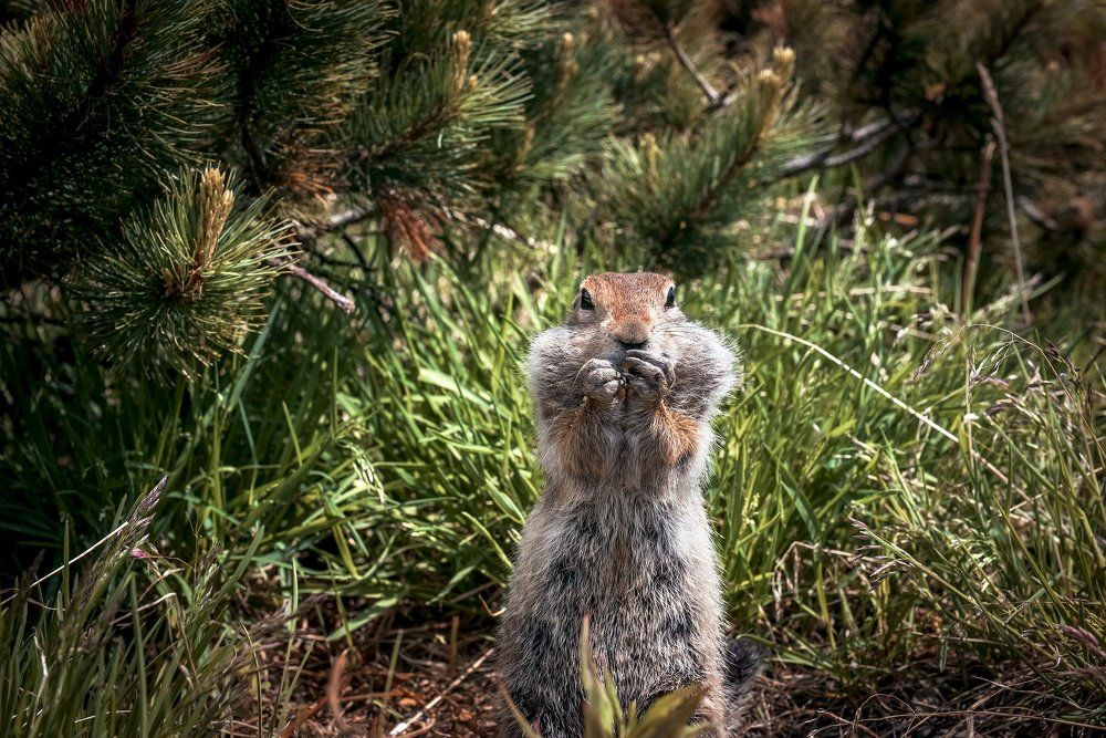Евражка. Evrazhka.