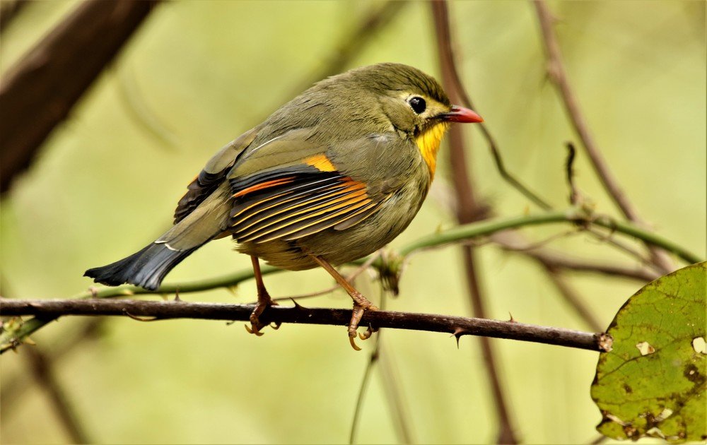RED-BILLED LEIOTHRIX
