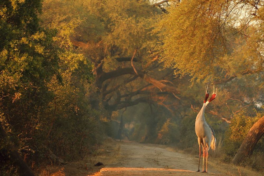 Light, moment and the Sarus cranre pair