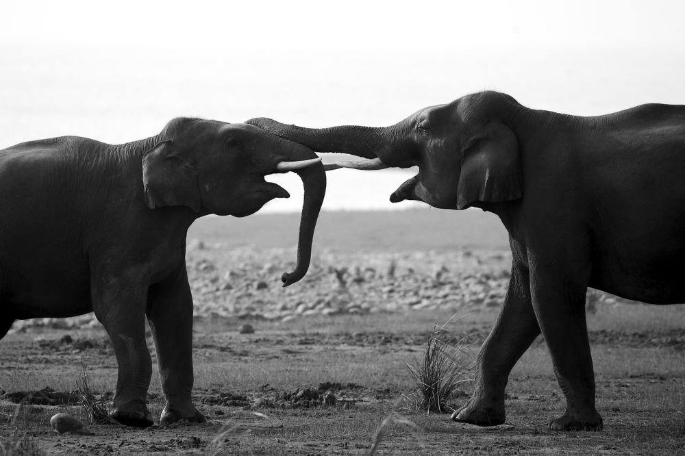 Playful Tuskers