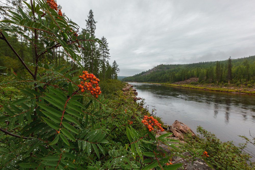 Рябина красная
