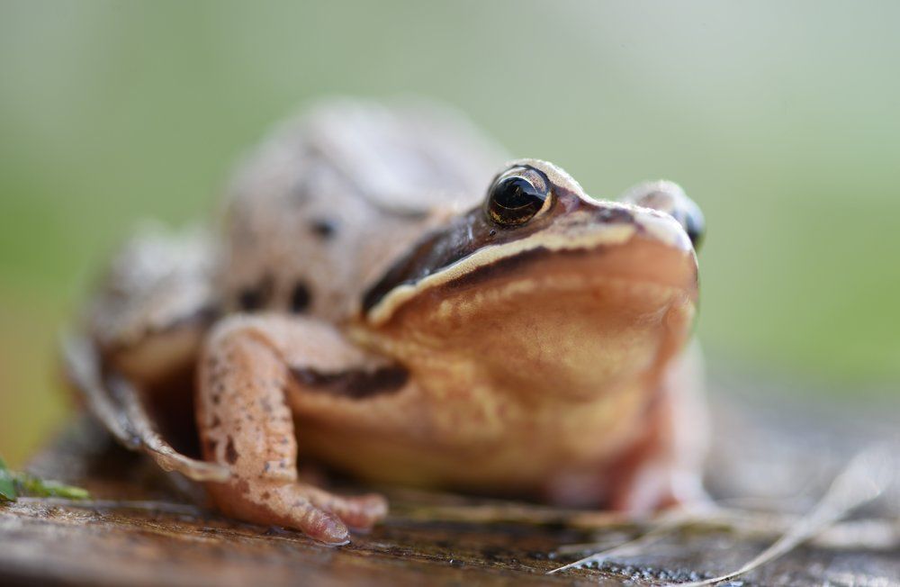 В ожидании принца