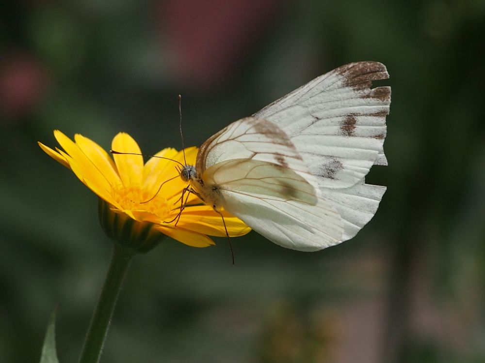 Крылья лета