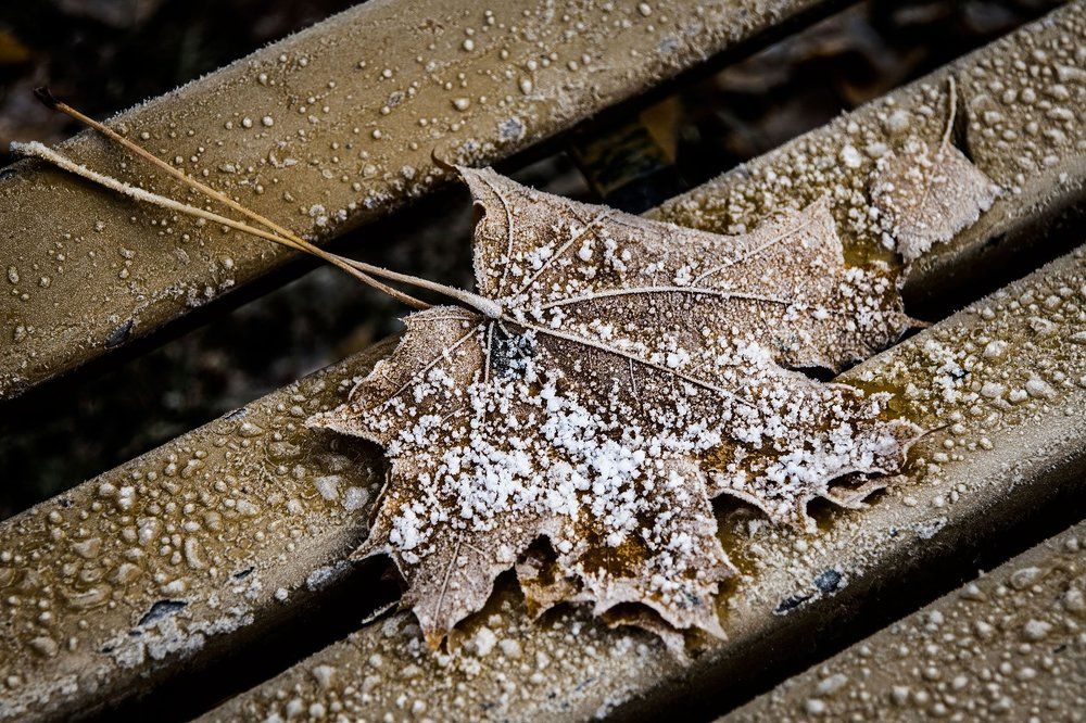 Присел кленовый лист на лавку, решил набраться новых сил, он в ноябре ...
