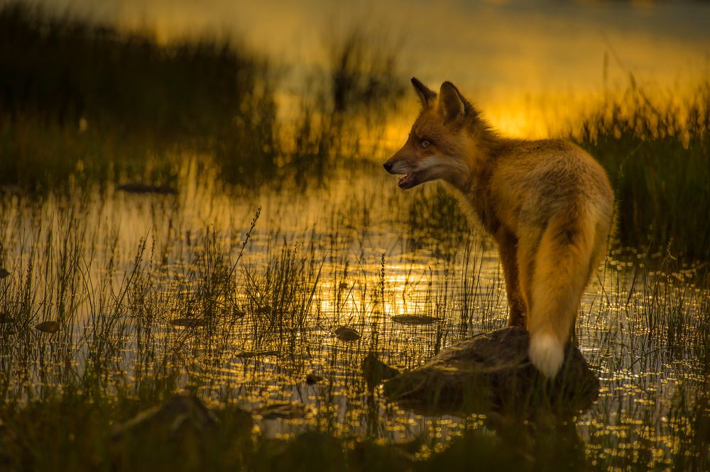 The Red Fox