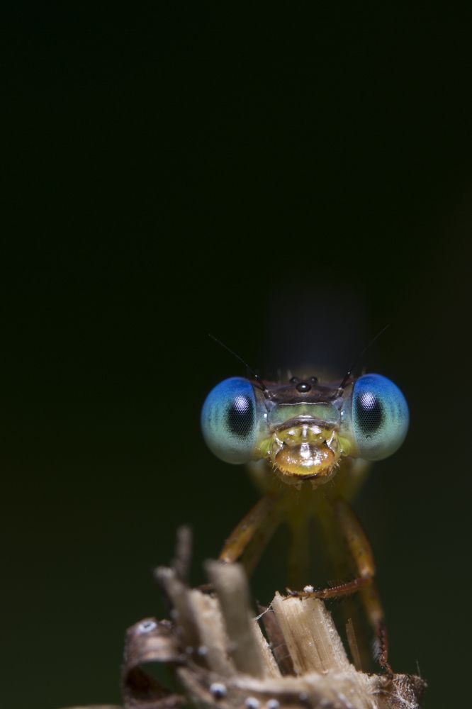 Blue eyes make me hypnotized