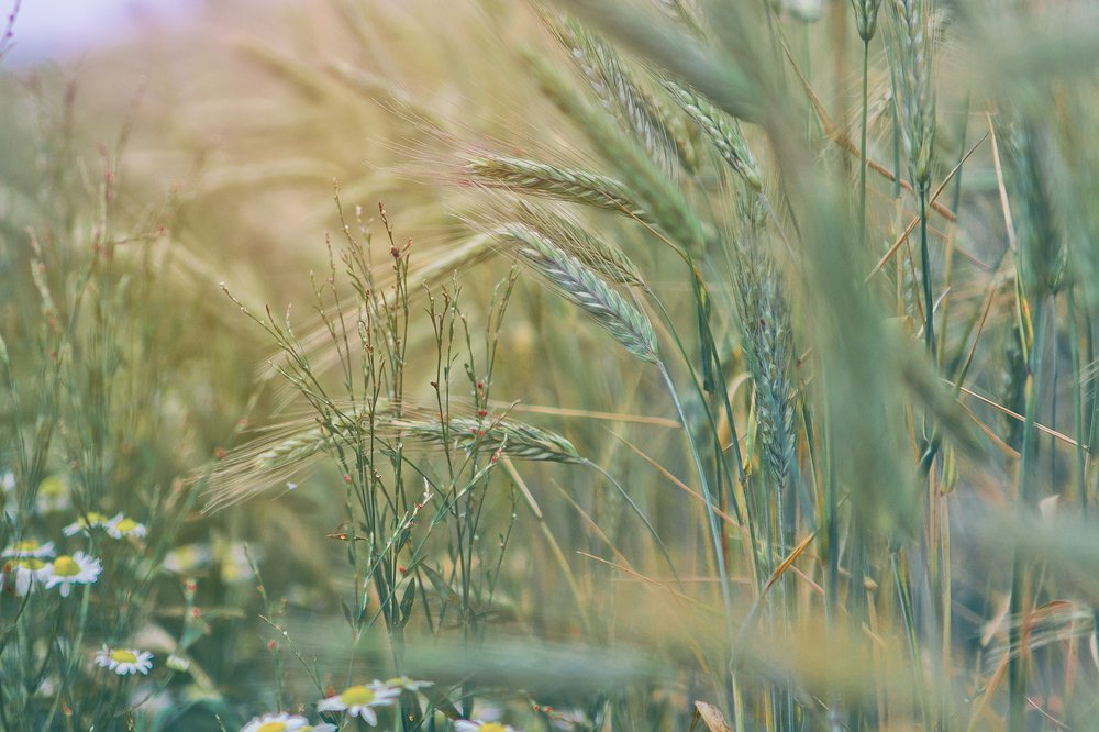 Photograph by Евгения Брайд