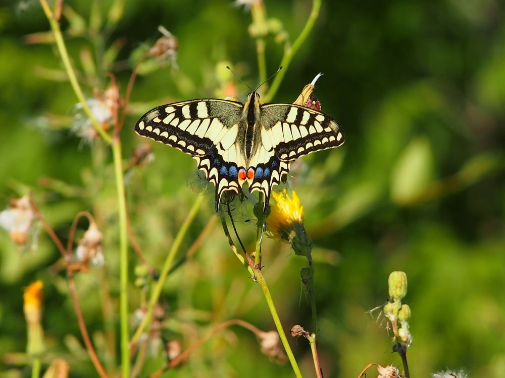Махаон обыкновенный ( лат. Papilio machaon)