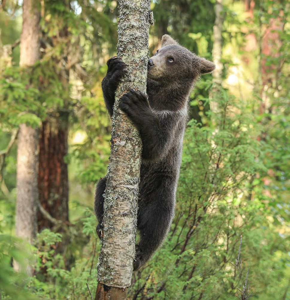 Лесные приключения