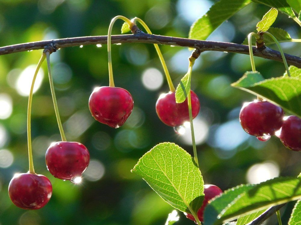 Великолепие природы