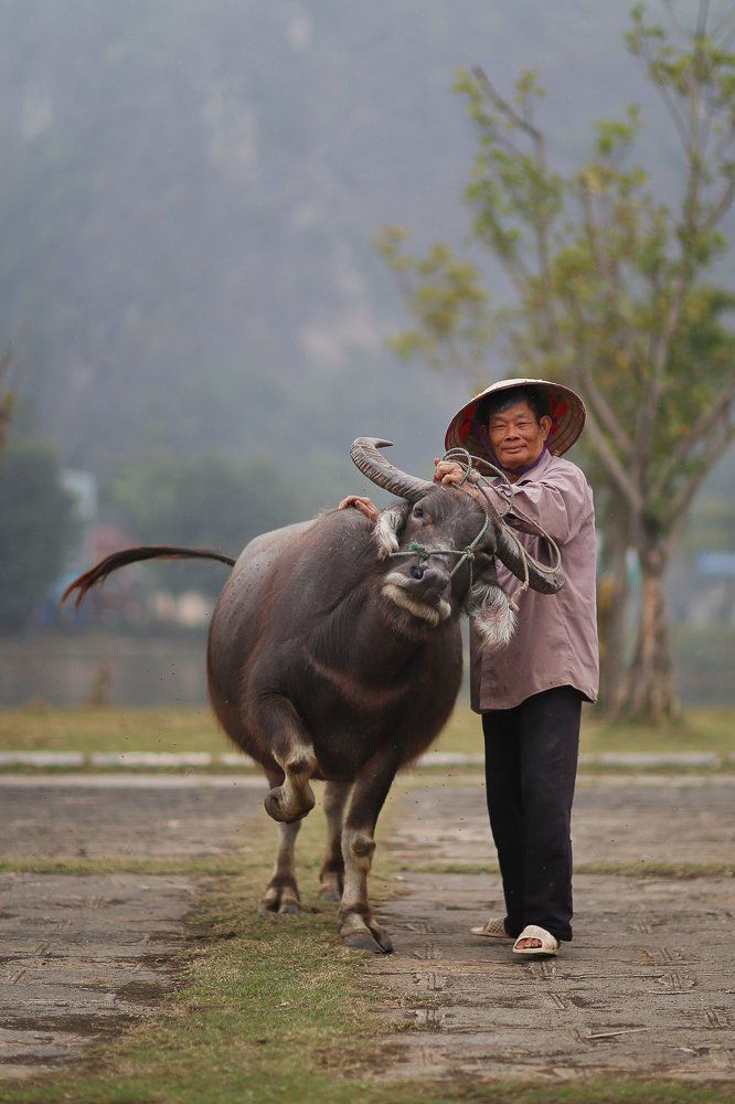 Фермер с бивол