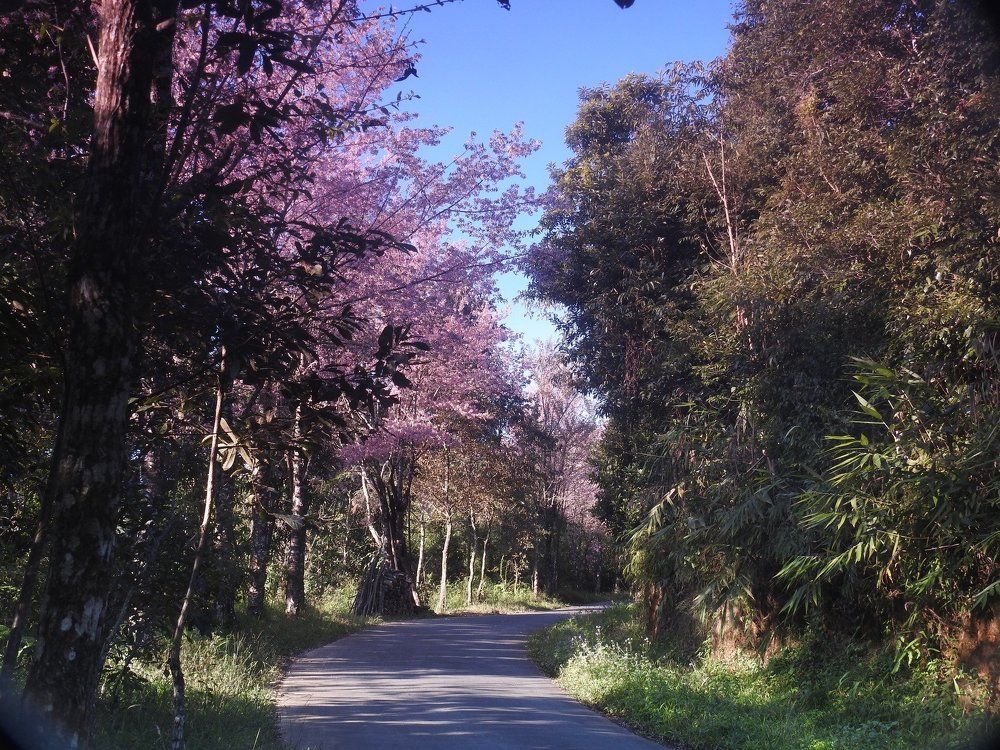 Let the blossoms lead