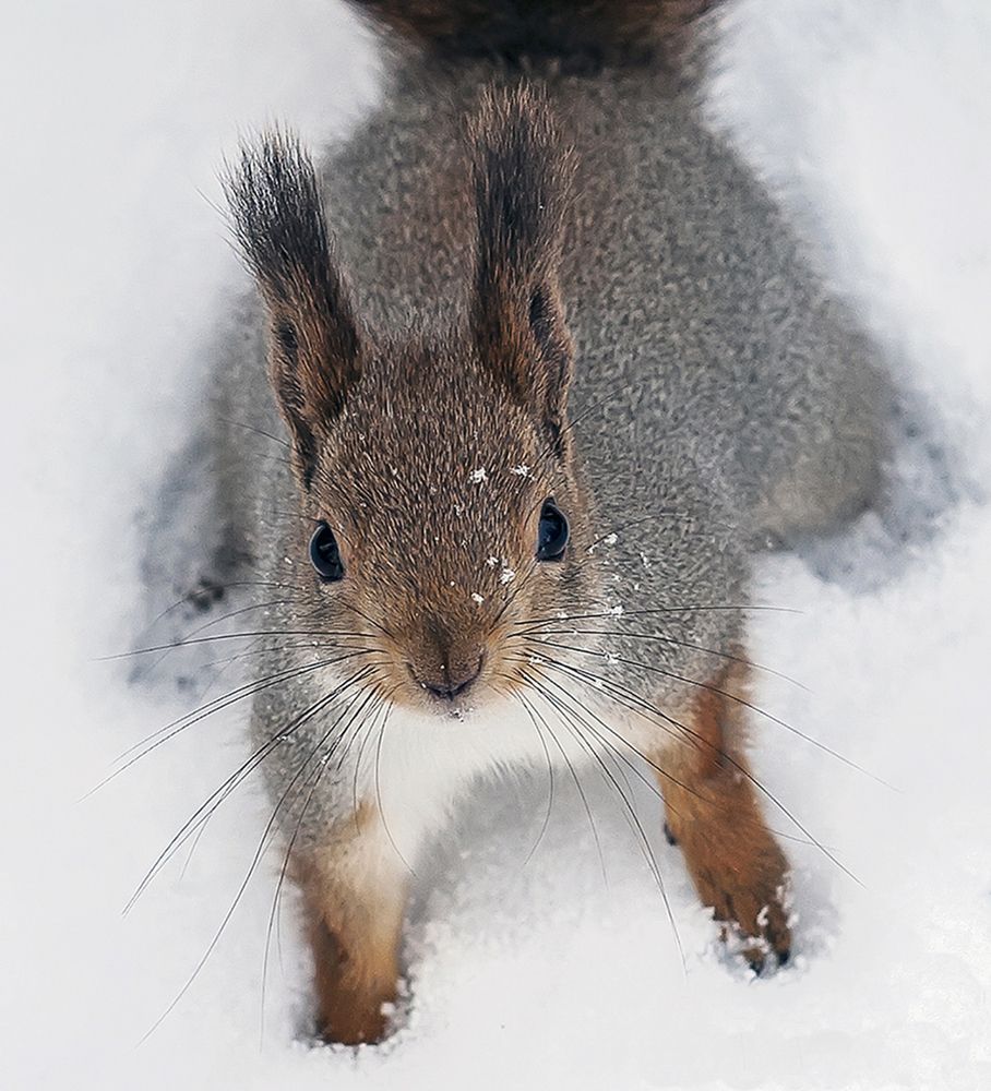 Просто белка Масяня