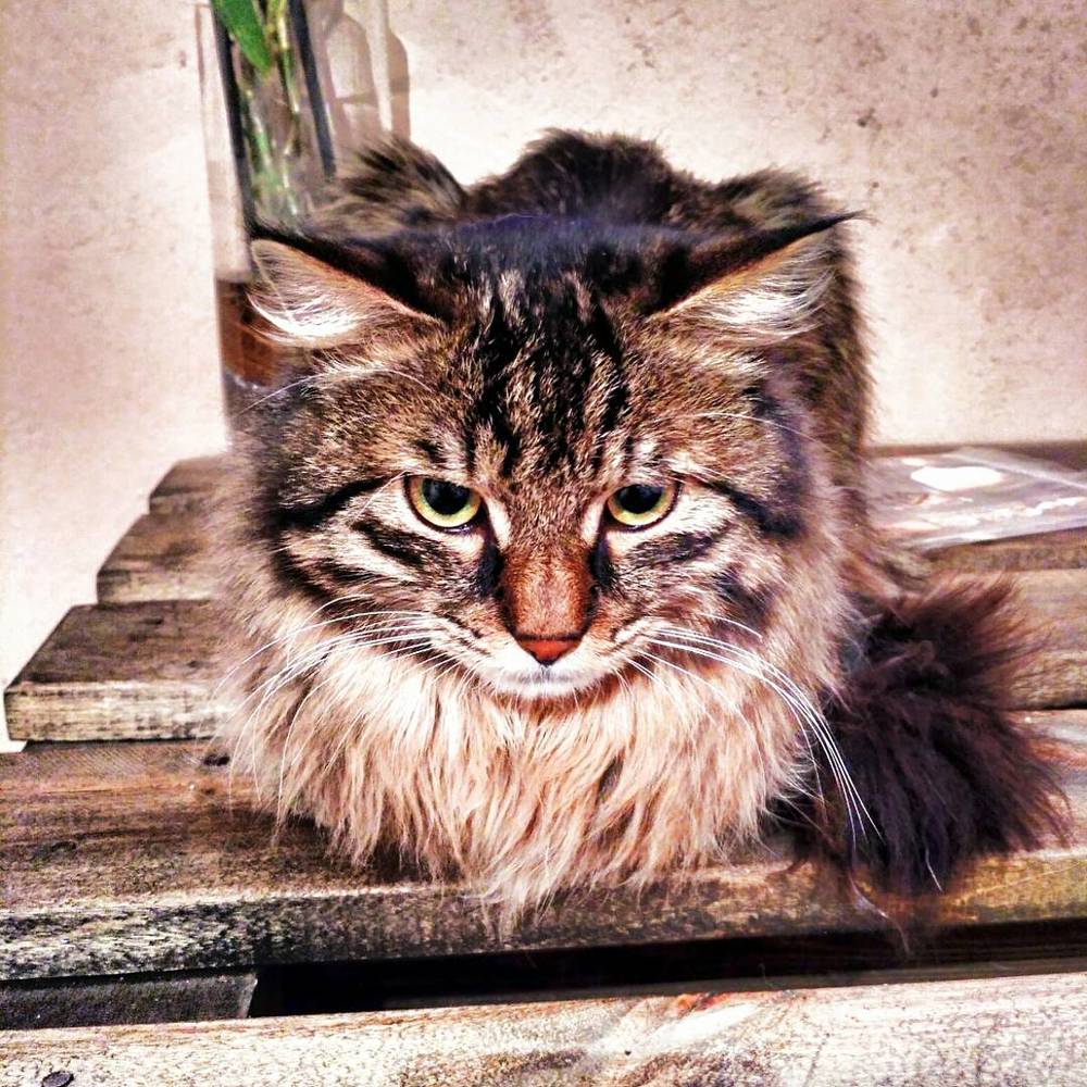 Благовещенский кот.