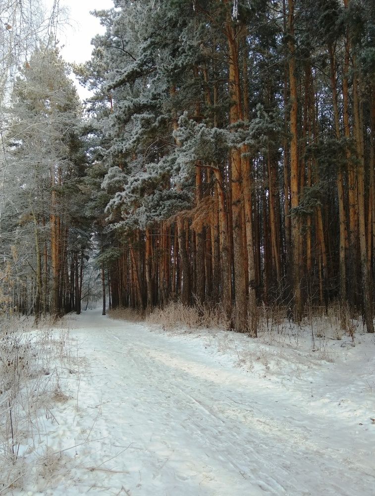 The beauty of the winter forest