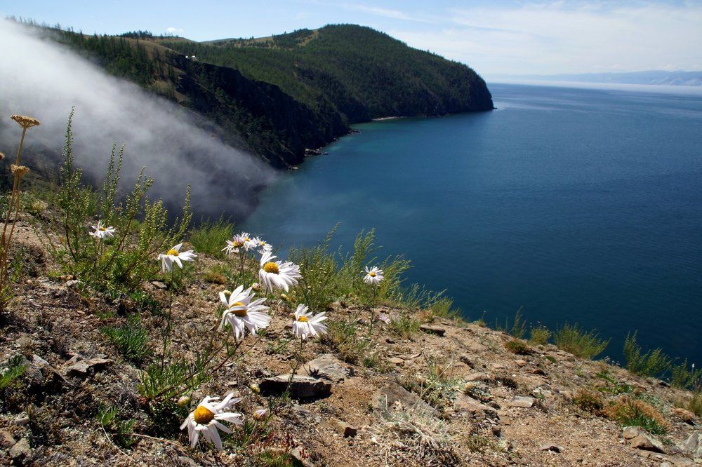 Байкальские ромашки