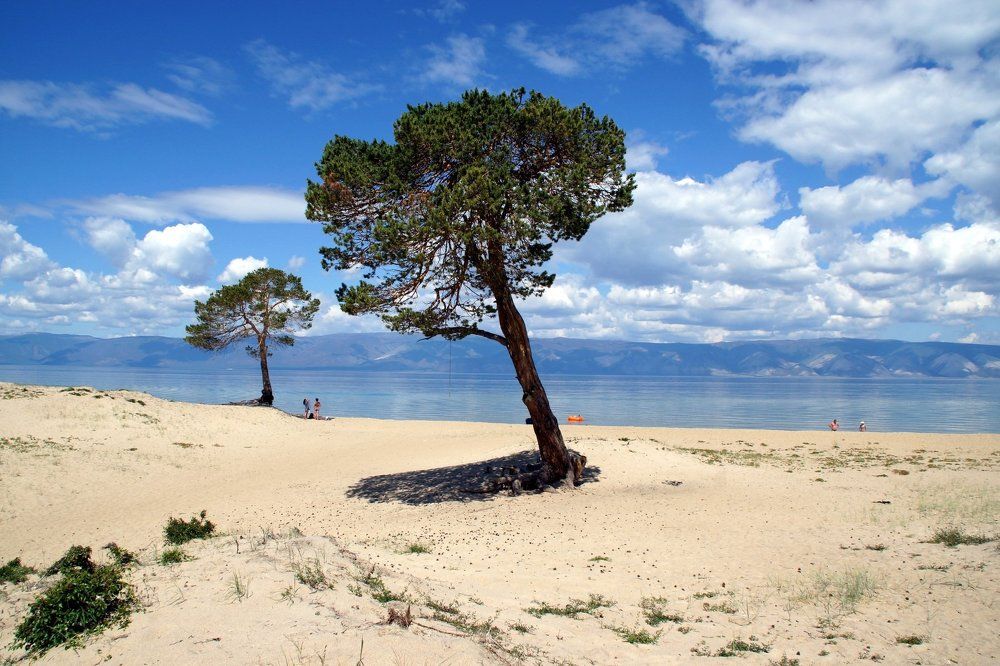 Байкальские пальмы