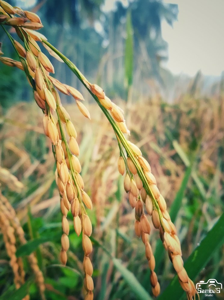 Rice is great if you're really hungry,and want to eat two thousand of something...