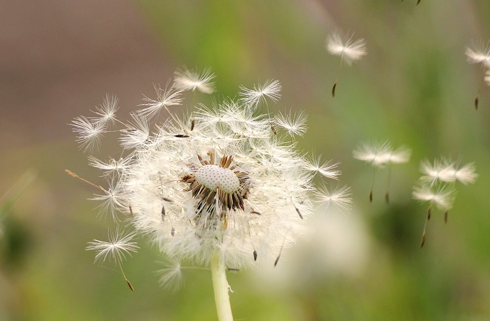 Разлетелись парашютики