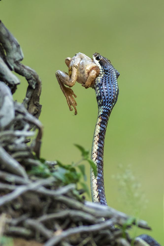 Survival Skills of snakes ..