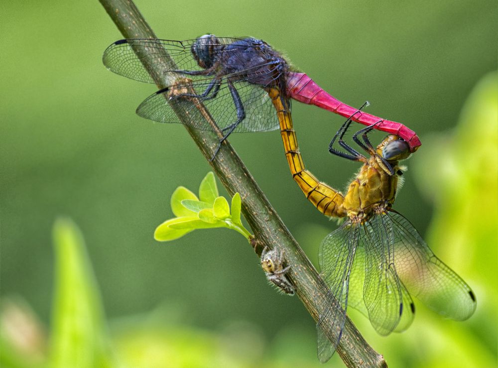 LOVE IS IN THE AIR...