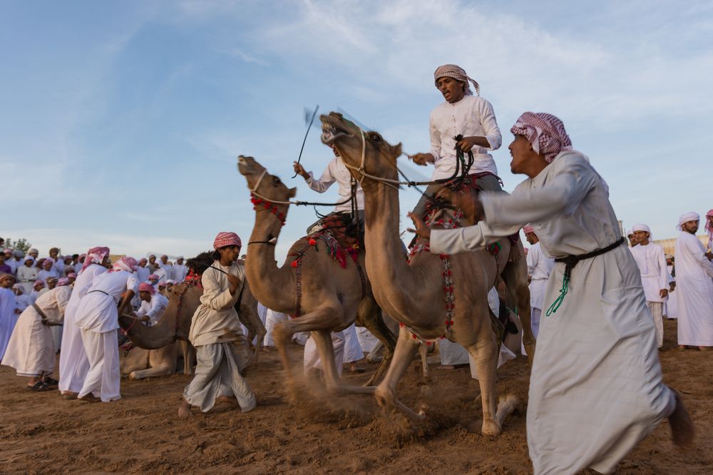 Camel Race