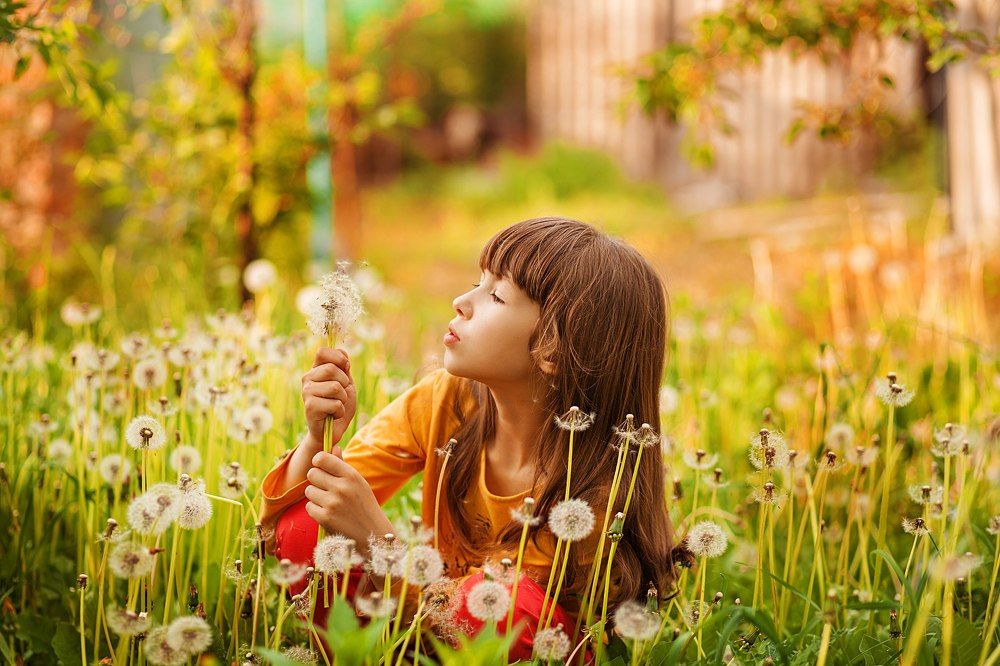 Золотой закат,наполнил светом весеннии одуванчики