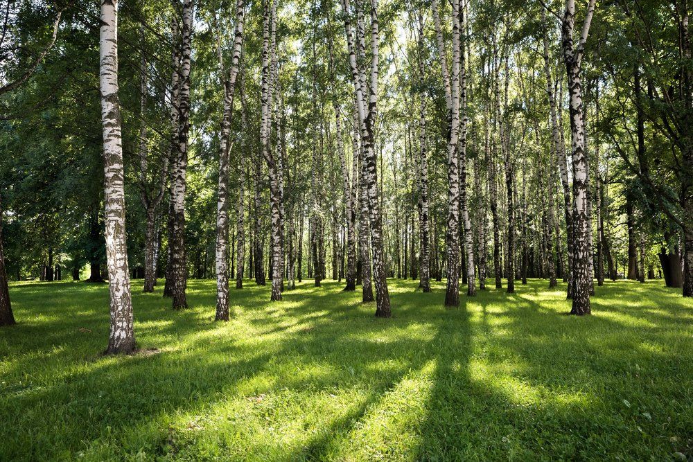 Берёзовая роща