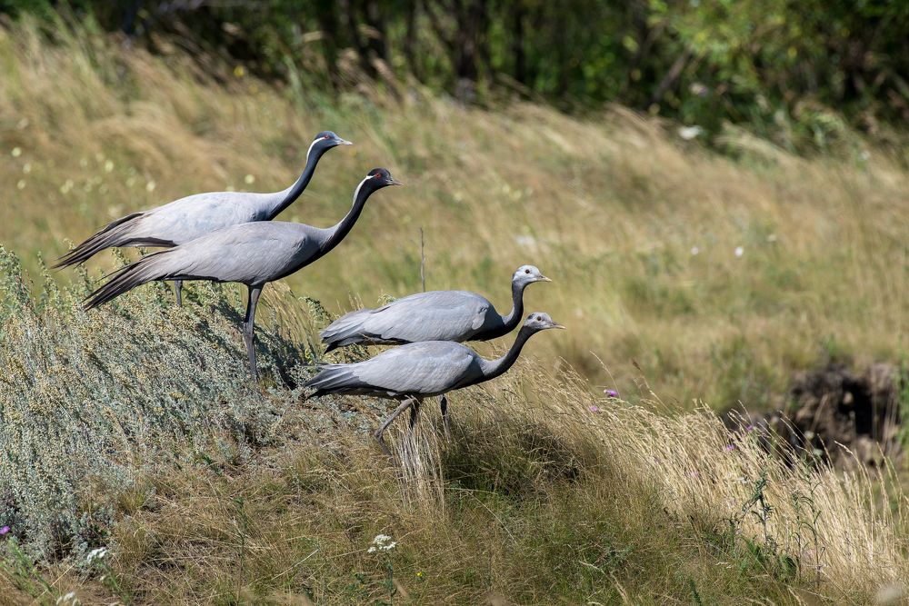 Журавлиное семейство
